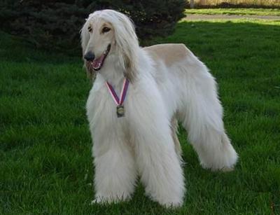 Afghan Hound Puppies for Sale